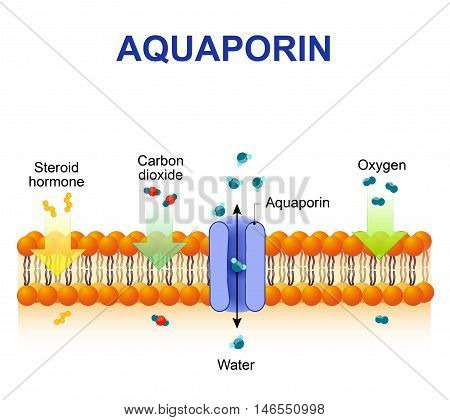 Schematic depiction of water molecule movement through of the aquaporin channel.