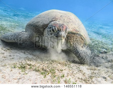 Green sea turtle. Marine Life in the Red Sea. Egypt