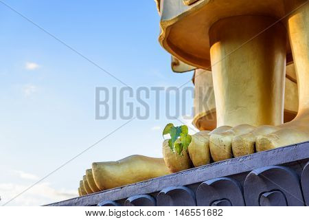 Bodhi tree (Ficus religiosa) Growing from feet of Golden Buddha statue.