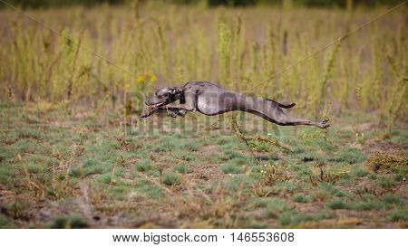 Training Coursing. Italian greyhound dog pursues a bait box. Summer sunny morning