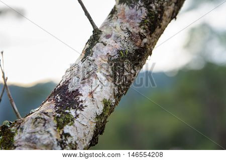 mantis camouflaged on tree brown branches in forest.