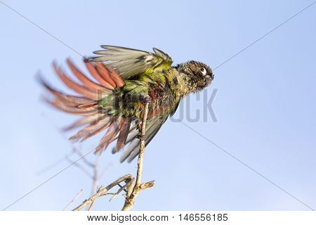 Parrot Is Perched On A Branch In The Afternoon.