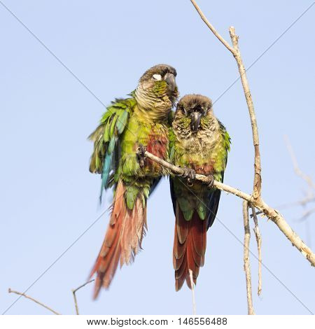 Parrot Is Perched On A Branch In The Afternoon.