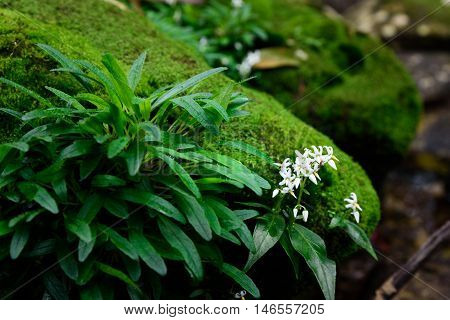 White flower on green mos with sun light.