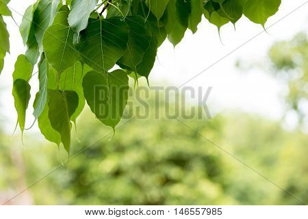 bo tree bothi tree pipal tree leaves background