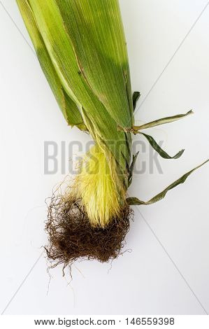 Unopened Fresh Corn With Cob on a White Background