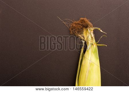 Unopened Fresh Corn With Cob on a Dark Background