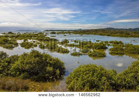 Developing Mangroves In Hokianga Estuary