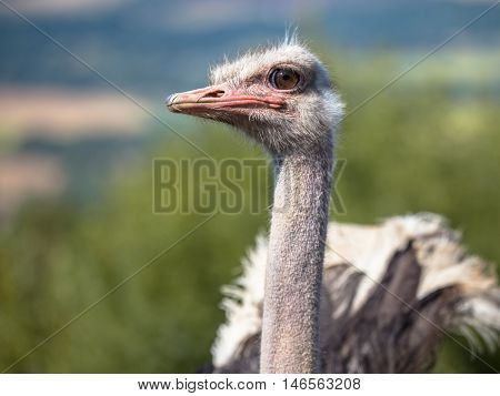 Potrait Of An African Male Ostrich On Display In Natural Setting