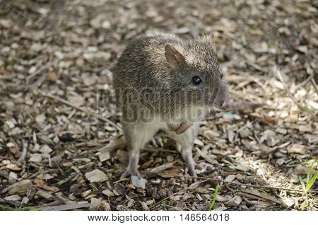 the long nosed potoroo is standing on his hind legs