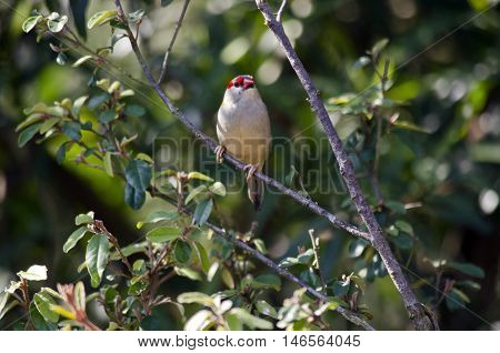 the red-browed finch is in a tree