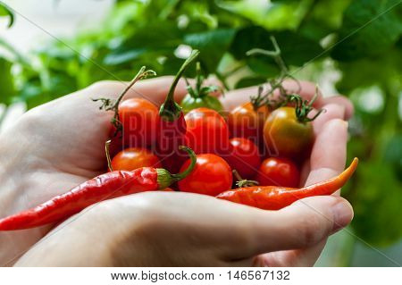female palm full of cherry tomatoes and chili peppers close-up