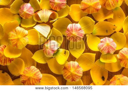 the melodorum fruticosum flower close up for background
