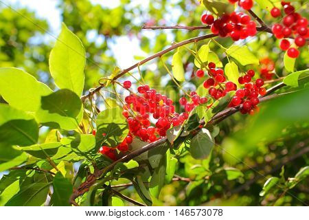 Garden with red berries tree.Summer time background