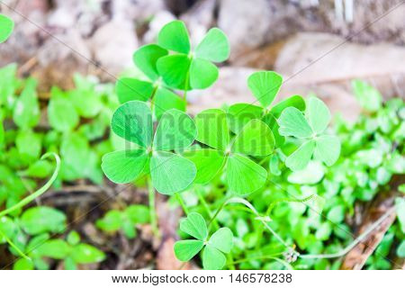 green leaf of marsilea crenata on dry leaves