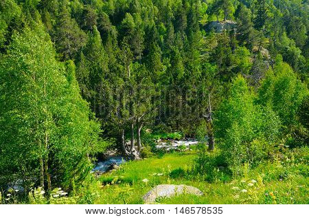 mountain landscape with trees grasses and creek