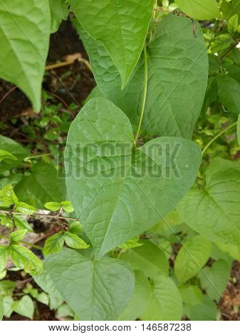 fresh green antigonon leptopus leaves in nature garden