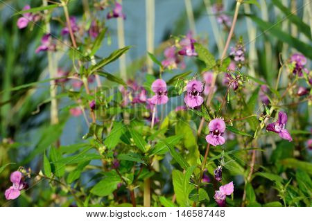 Closeup of a large dark pink flowering Himalayan Balsam or Impatiens glandulifera plant at the banks of a small river in summertime.