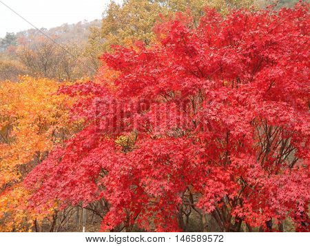 Colorful Autumn Leaves of Maple Trees in the National Park, South Korea