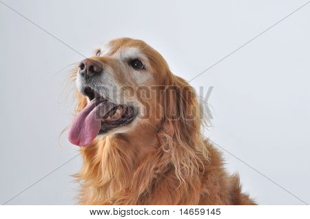 Golden Retriever portræt
