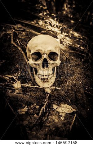 Human skull on ruins place,Horror Background For Halloween Concept And Movie Poster Project