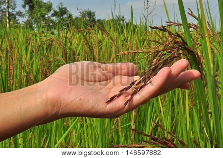 riceberry in the field of Thailand suphanburi