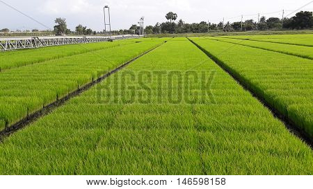 The agricultural field nursery crops of Thailand