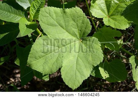 fresh green abelmoschus esculentus leaves in nature garden
