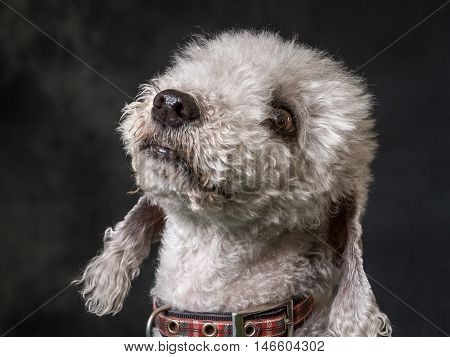 Bedlington Terrier