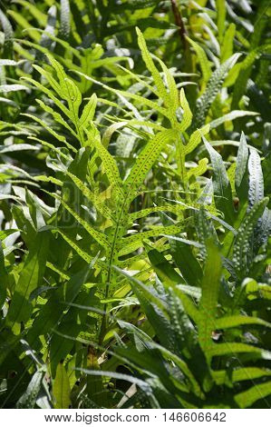 fresh green dianella caerulea plants in nature garden