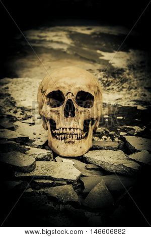Human skull on ruins place,Horror Background For Halloween Concept And Movie Poster Project