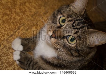 Cat portrait close up only head crop cat in light brown and cream looking with pleading stare at the viewer with space for advertising and text cat head. Beautiful cat.