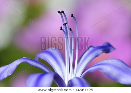 Ståndare agapanthus blomma