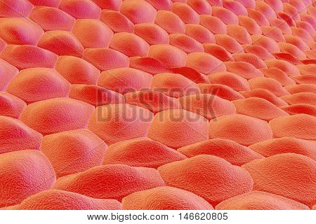 Layer of cells, red human skin cells or epithelial cells. 3D illustration