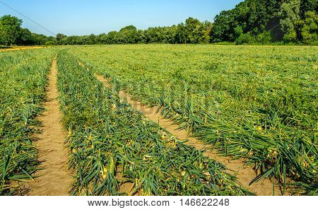 Large field with organic cultivated Onion or Allium cepa L. plants with kinked foliage. It is a sunny day in the summer season.