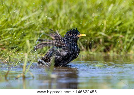 European Starling Taking A Bath