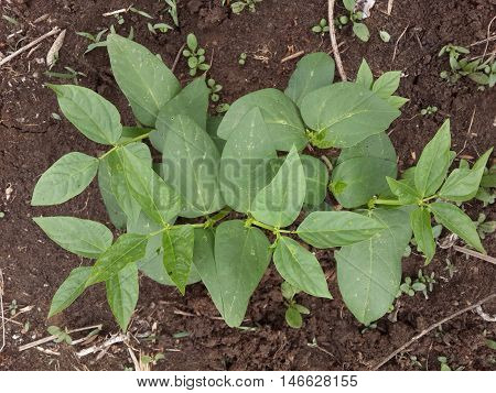 fresh Yard long Bean plants in nature garden