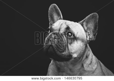 Portrait of beautiful young French buldog girl dog over black background. Studio shot. Copy space.