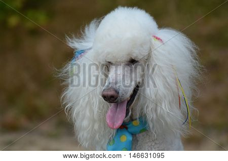 Cute white standard poodle with fluffy fur.