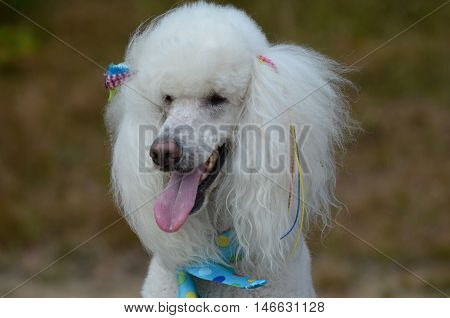 Pretty groomed white standard poodle dog with bows