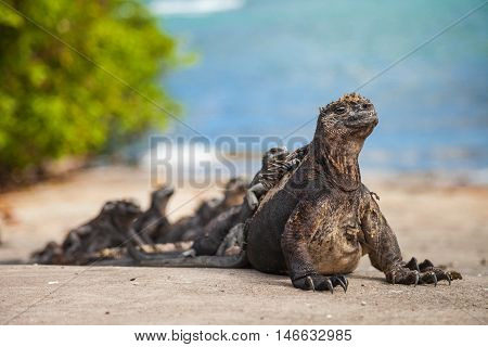 marine iguana (Amblyrhynchus cristatus) is an iguana found only on the Galápagos Islands that has the ability unique among modern lizards