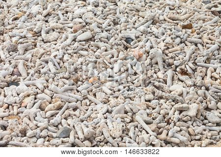 the detail of coral beach for background.