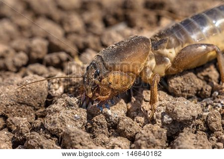 Head Of Gryllotalpa