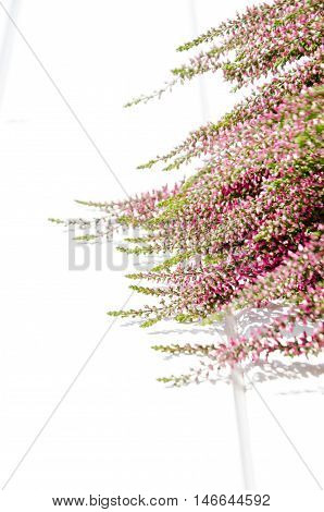 Violet and pink Heather flowers on white background with copy space