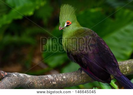 Closeup bird photo of a green Guinea turaco, or Tauraco persa
