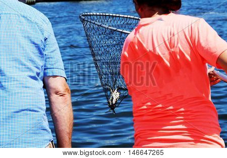 A girl catches a blue claw crab in a crabbing net