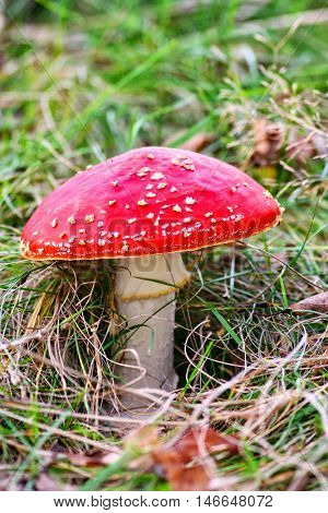Toadstool isolated on grass