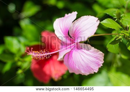 Pink flower and green leave from Bangkok Thailand