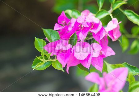 pink flower and green leave from Bangkok Thailand