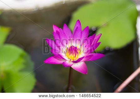Pink lotus in river from Bangkok Thailand